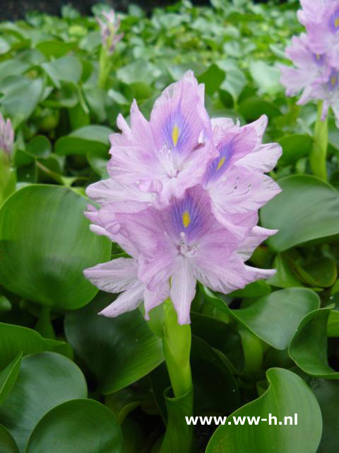 Eichornia crassipes - Klik op de afbeelding om het venster te sluiten