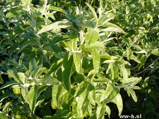 Elaeagnus angustifolia - Klik op de afbeelding om het venster te sluiten