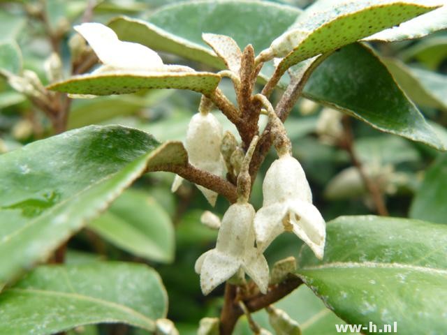 Elaeagnus ebbingei