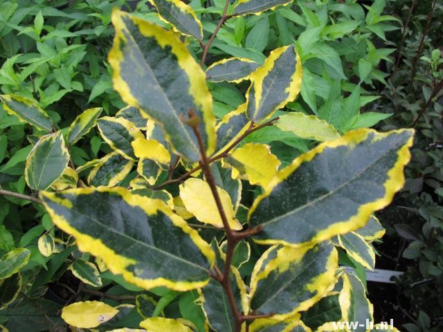 Elaeagnus pungens 'Goldrim'