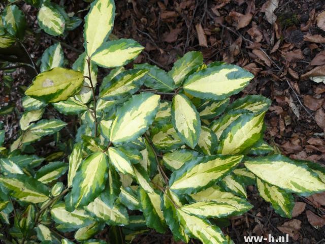 Elaeagnus pungens 'Maculata'