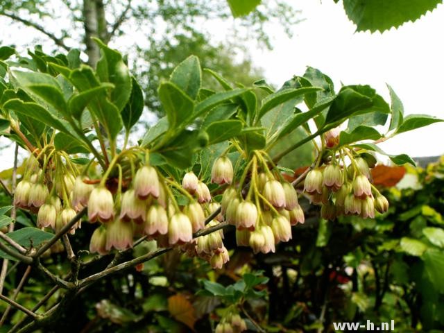 Enkianthus campanulatus - Klik op de afbeelding om het venster te sluiten