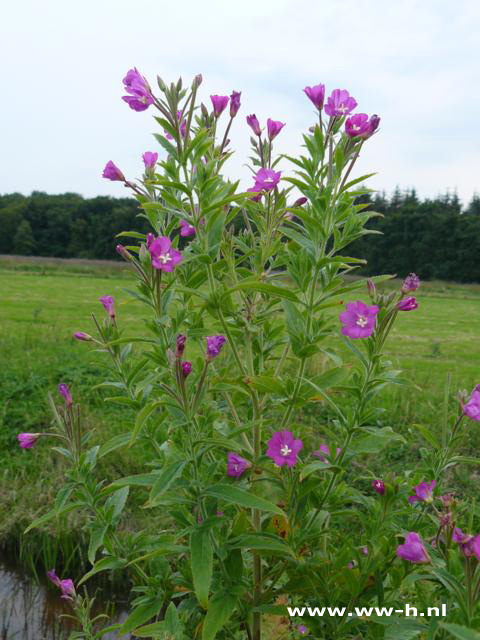 Epilobium hirsutum