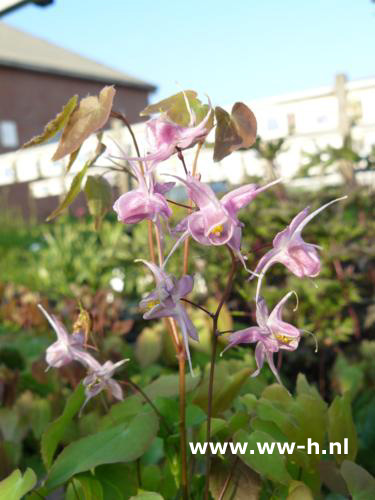 Epimedium grandiflorum - Klik op de afbeelding om het venster te sluiten