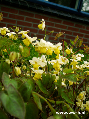 Epimedium perralchicum - Klik op de afbeelding om het venster te sluiten