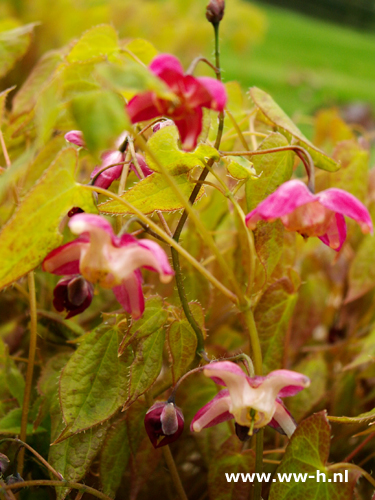 Epimedium rubrum - Klik op de afbeelding om het venster te sluiten