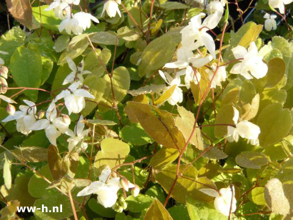 Epimedium youngianum - Klik op de afbeelding om het venster te sluiten