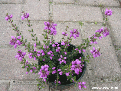 Erica cinerea in soorten v.a. 1,00