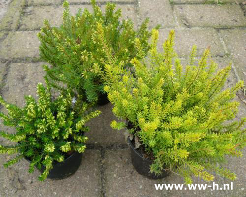 Erica darleyensis rood - rose - wit Winterbloeiers potje 1,00