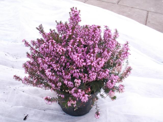 Erica darleyensis paars/wit winterbloeiers pot 1.5 L 1,99 - Klik op de afbeelding om het venster te sluiten