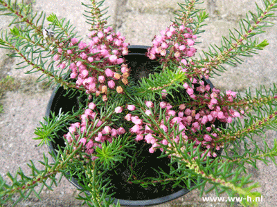 Erica vagans mrs d.f. maxwell 0,95