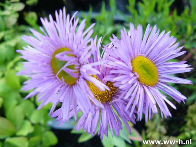 Erigeron - Klik op de afbeelding om het venster te sluiten