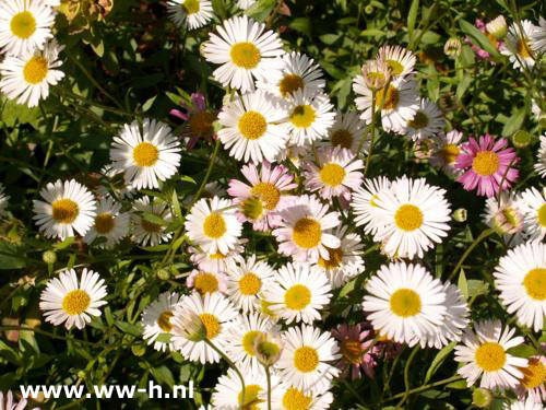 Erigeron karvinskianus (syn E mucronatus) - Klik op de afbeelding om het venster te sluiten