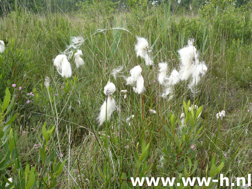 Eriophorum angustifolium - Klik op de afbeelding om het venster te sluiten