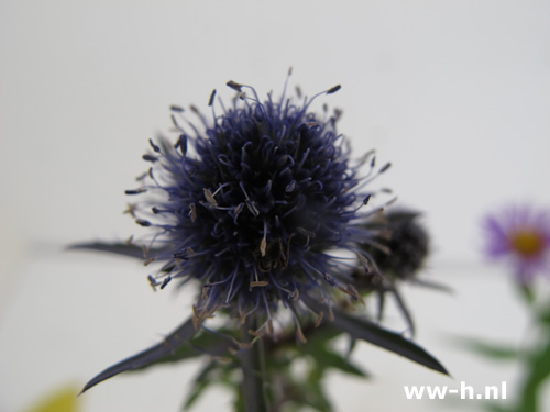 Eryngium planum