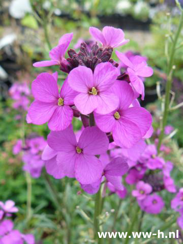 Erysimum ' Bowles Mauve ' - Klik op de afbeelding om het venster te sluiten