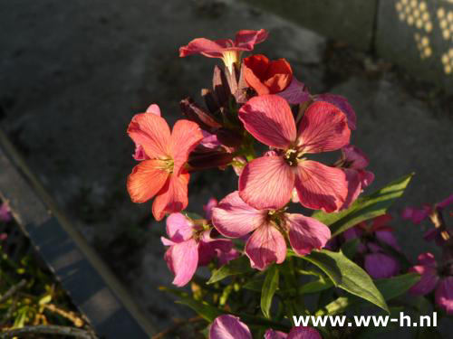 Erysimum 'Constant Cheer'