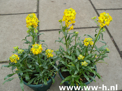Erysimum cheiri geel 1,25 ; 3 voor 3,00 Erysimum cheiri geel 1,25 ; 3 voor 3,00