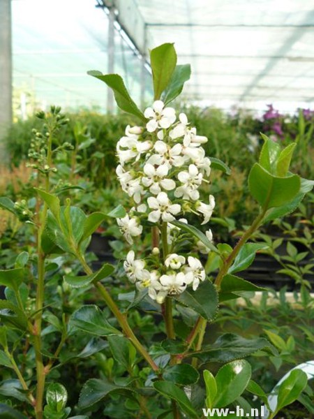 Escallonia 'Iveyi'