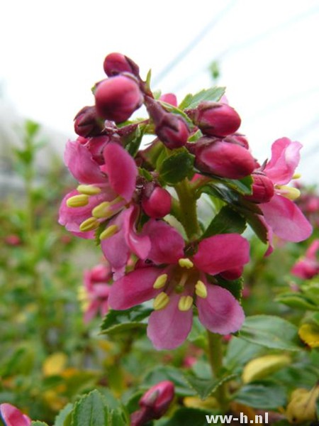 Escallonia 'Red Elf' - Klik op de afbeelding om het venster te sluiten