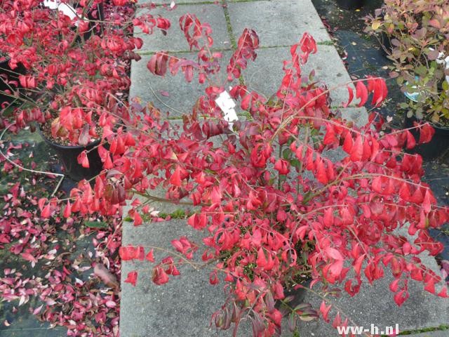 Euonymus alatus 'Compactus' - Klik op de afbeelding om het venster te sluiten