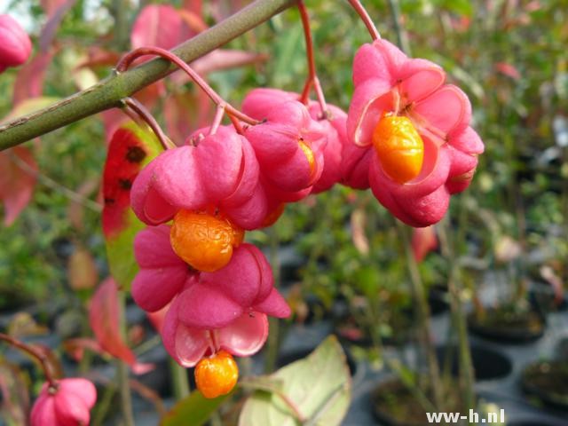 Euonymus europaeus Wilde Kardinaalsmuts pot 3liter 3.99