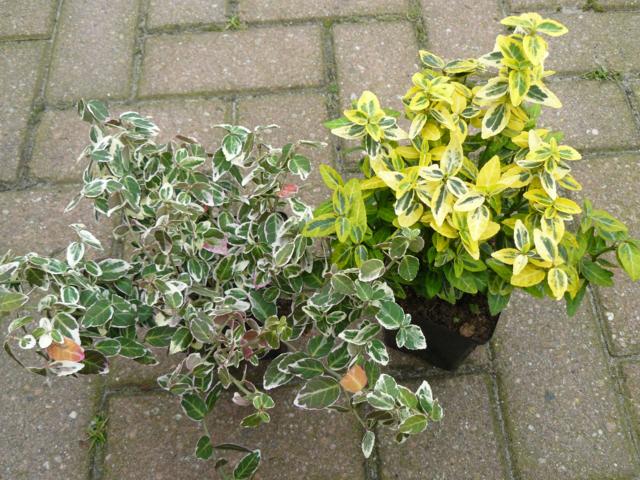 Euonymus fortunei Emerald Gold en Gaiety pot 9 cm 1,15 - Klik op de afbeelding om het venster te sluiten