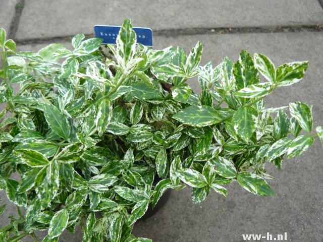 Euonymus fortunei Emerald Gold en Gaiety pot 9 cm 1,15