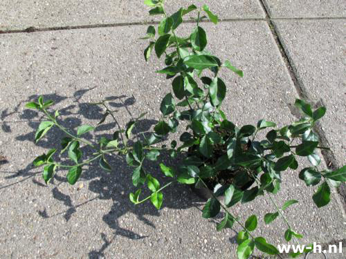 Euonymus fortunei Emerald Gold en Gaiety pot 9 cm 1,15