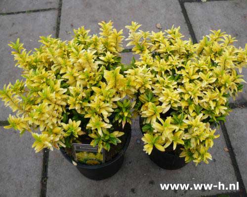 Euonymus japonicus Happiness 5,50 - Klik op de afbeelding om het venster te sluiten