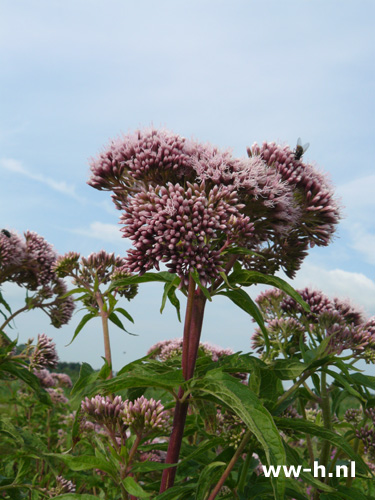 Eupatorium cannabium Koninginnekruid Leverkruid - Klik op de afbeelding om het venster te sluiten