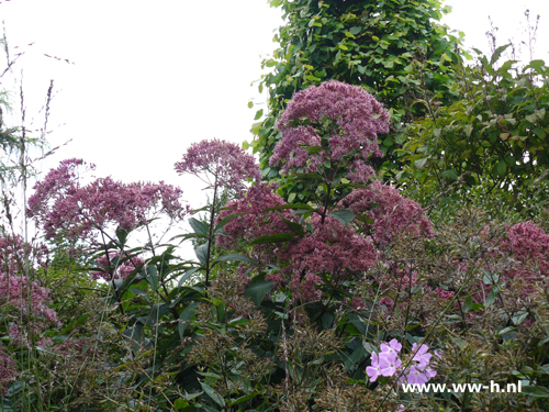 Eupatorium maculatum