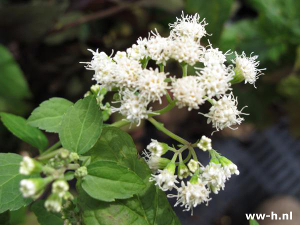 Eupatorium rugosum 'Braunlaub' - Klik op de afbeelding om het venster te sluiten