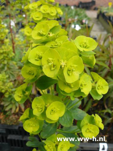 Euphorbia amygdaloides robbiae - Klik op de afbeelding om het venster te sluiten