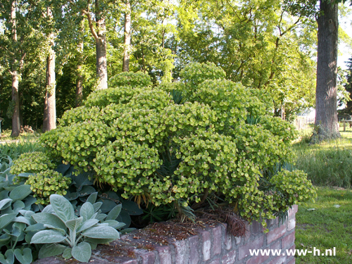 Euphorbia characius ssp. wulfenii - Klik op de afbeelding om het venster te sluiten