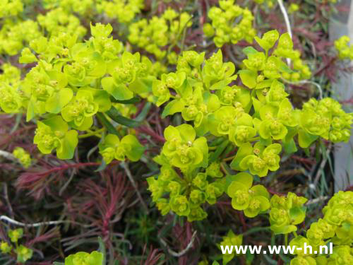 Euphorbia cyparissias 'Fens Ruby'