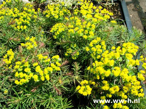 Euphorbia cyparissius - Klik op de afbeelding om het venster te sluiten