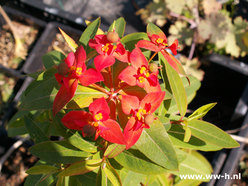 Euphorbia griffithii