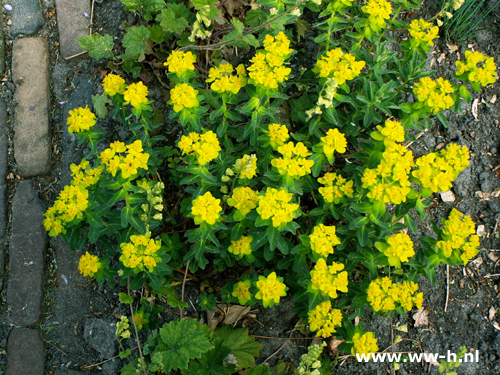 Euphorbia polychroma