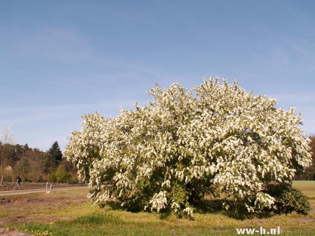 Exochorda x macrantha 'The Bride'