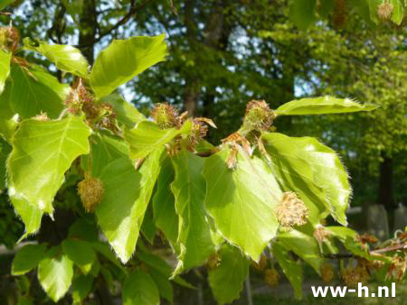 Fagus sylvatica