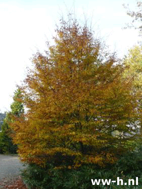 Fagus sylvatica 'Asplenifolia'