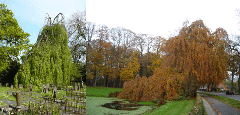 Fagus sylvatica 'Purpurea Pendula' - Klik op de afbeelding om het venster te sluiten