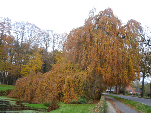 Assortiment Bomen