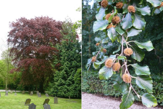 Fagus sylvatica 'Atropunicea'