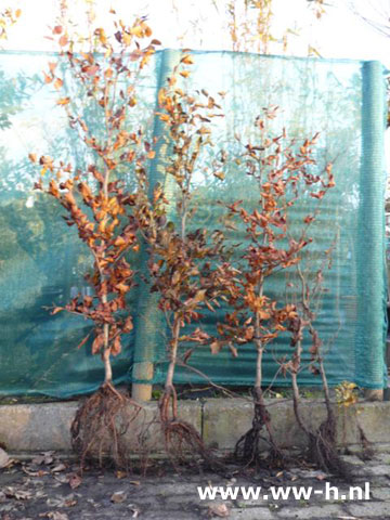 Fagus sylvatica ( Beuk ) v.a.0,30