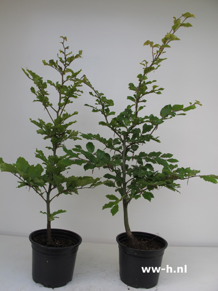 Fagus sylvatica beuk in pot 40 60 cm 2.25