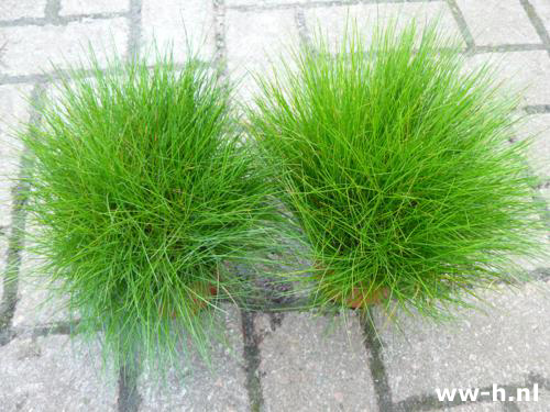 Festuca gautieri