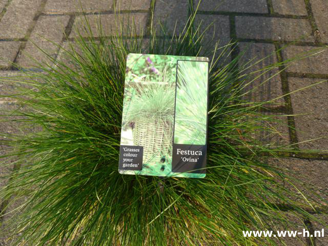 Festuca ovina 2,99