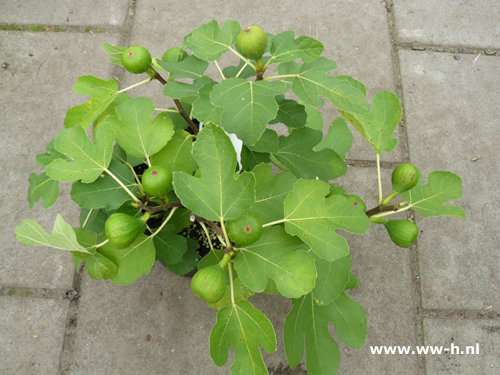 Ficus carica - Klik op de afbeelding om het venster te sluiten